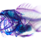 Illustration for article titled These psychedelic animal specimens are unlike anything youve ever seen